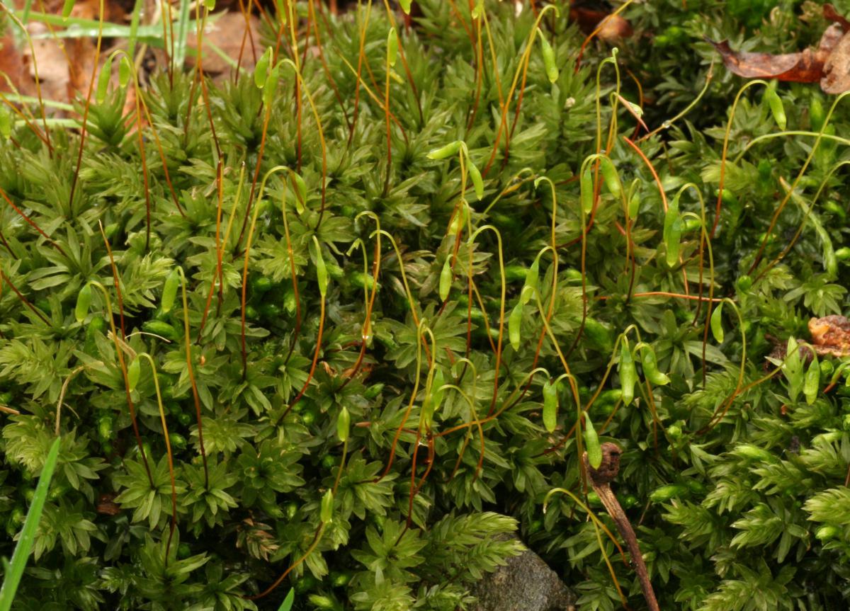 Представитель Семейства Mniaceae